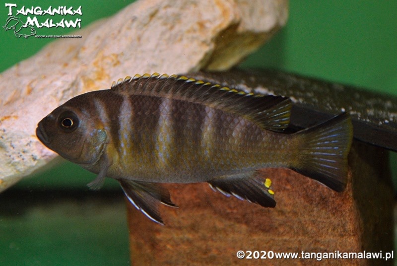 Maylandia melissa 'Katale Island'